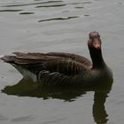 Im Karlsruher Zoo