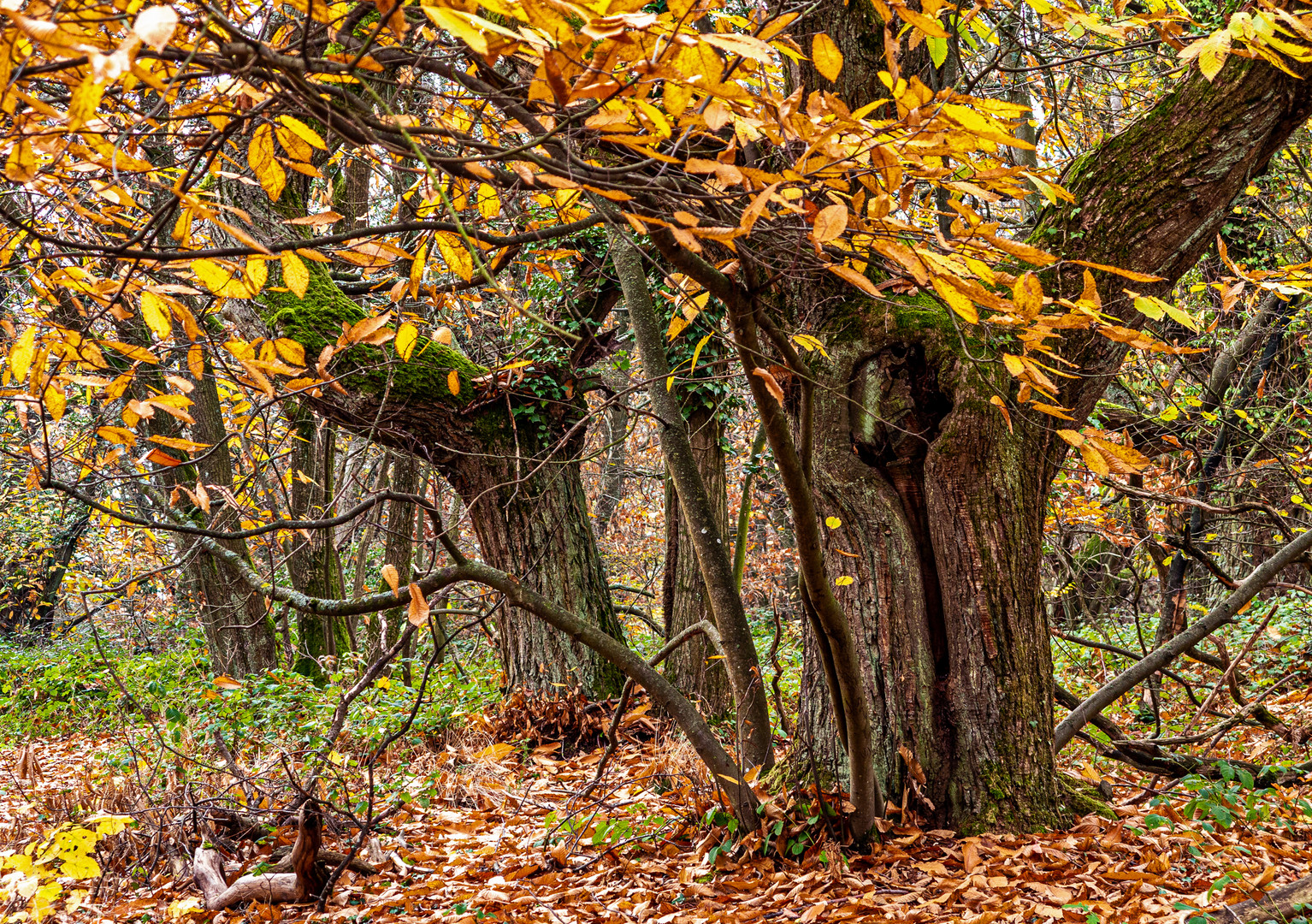 Im Kastanienwald