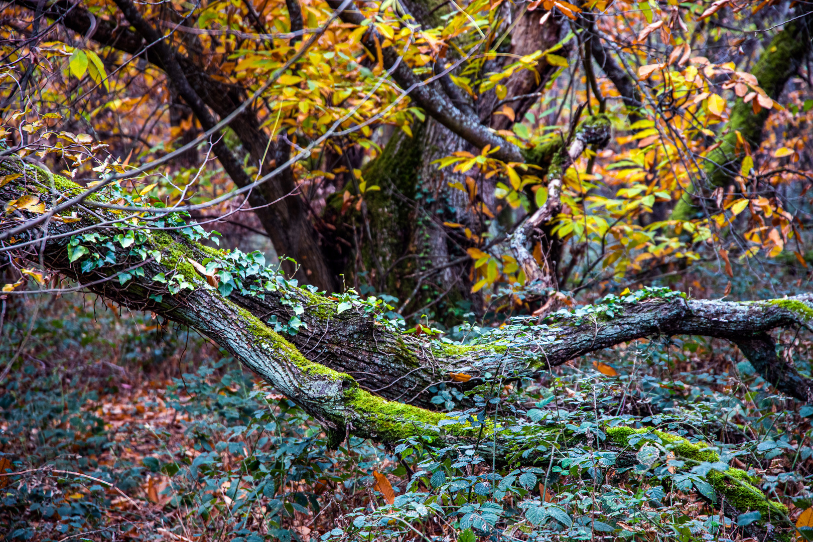 Im Kastanienwald