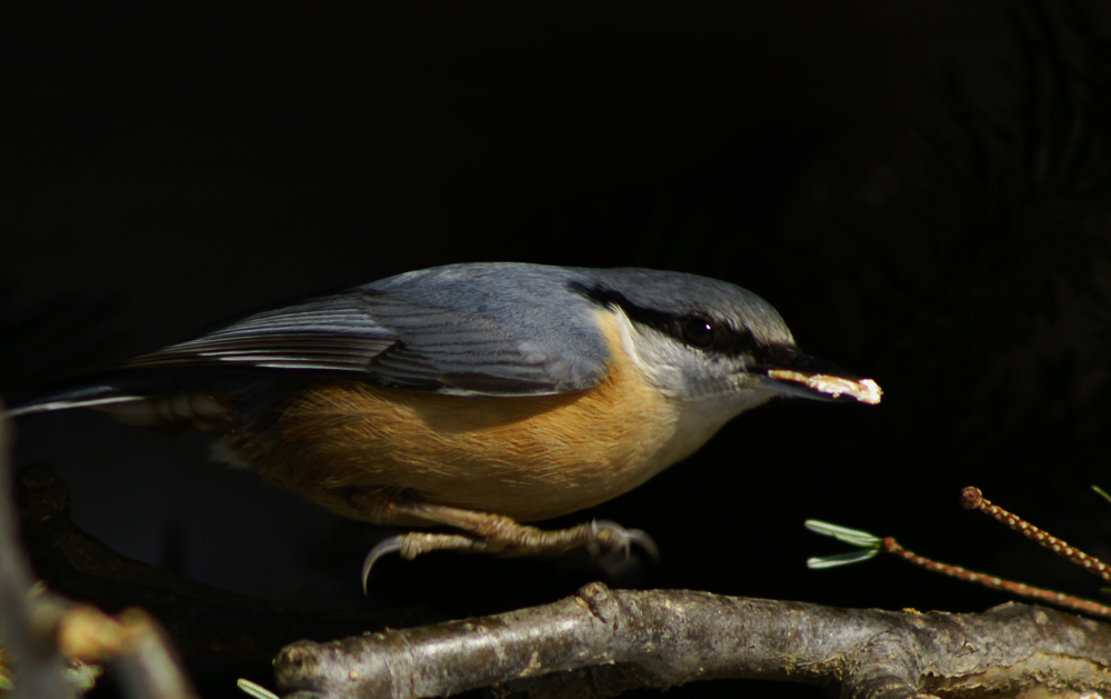 im Katapultflug aus dem Vogelhäuschen