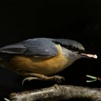 im Katapultflug aus dem Vogelhäuschen