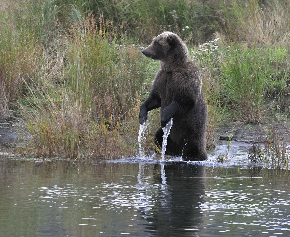 im Katmai NP