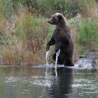 im Katmai NP