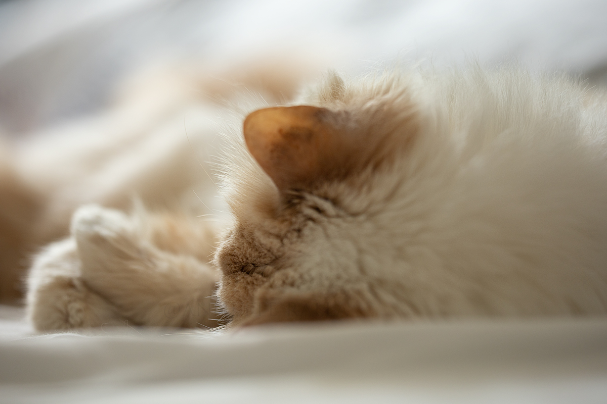 Im Katzenhimmel Foto &amp; Bild natur, katzen, tiere Bilder auf