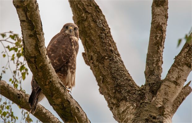 I'm keeping an eye on you