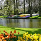 Im Keukenhof / Amsterdam