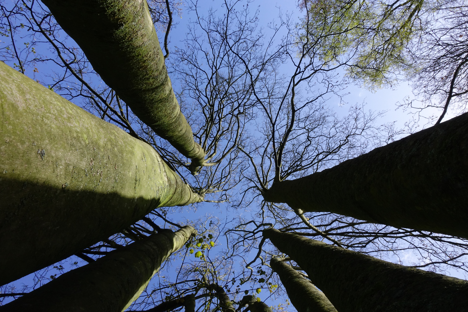 im Keukenhof