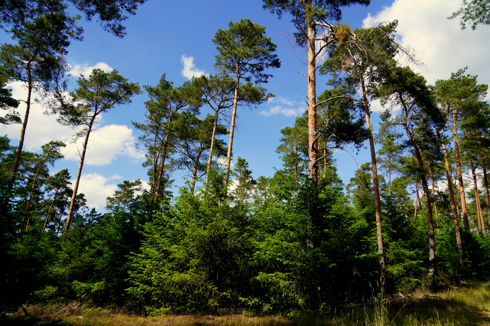 Im Kiefernwald