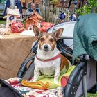 Im Kinderwagen Gassi fahren