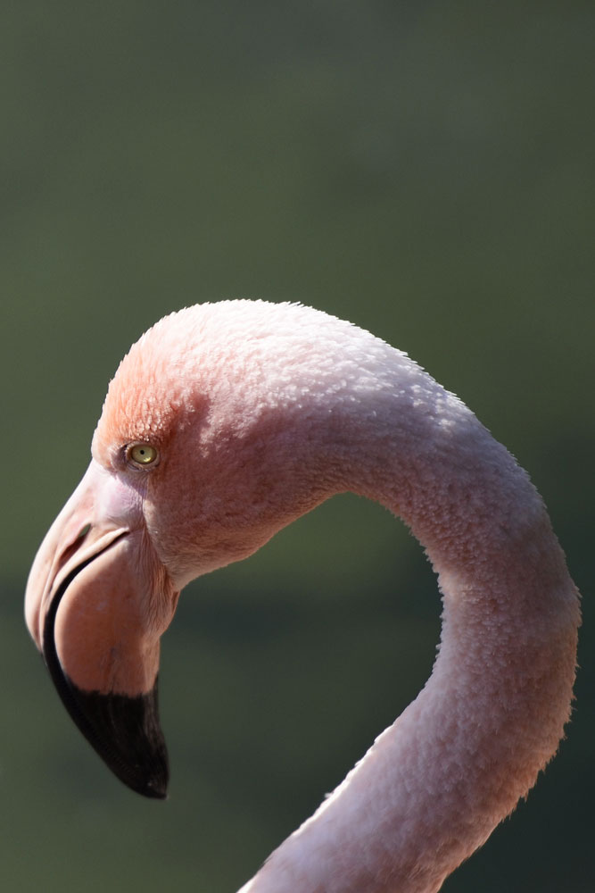 Im Kinderzoo Rapperswil