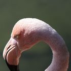 Im Kinderzoo Rapperswil