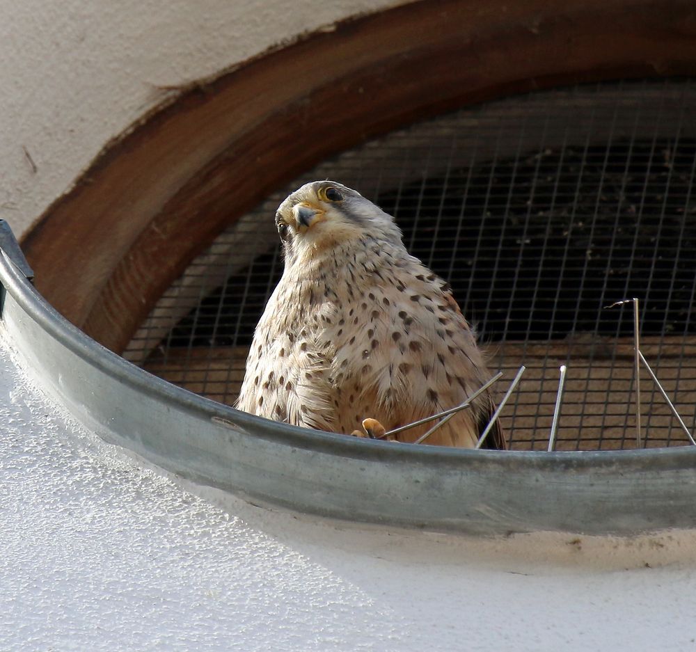 Im Kirchenfenster zu Hause? Foto & Bild | tiere, wildlife ...