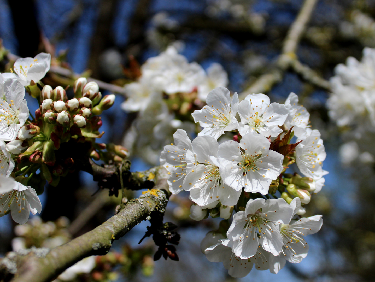 im Kirschbaum Foto & Bild bäume, frühling, himmel Bilder auf