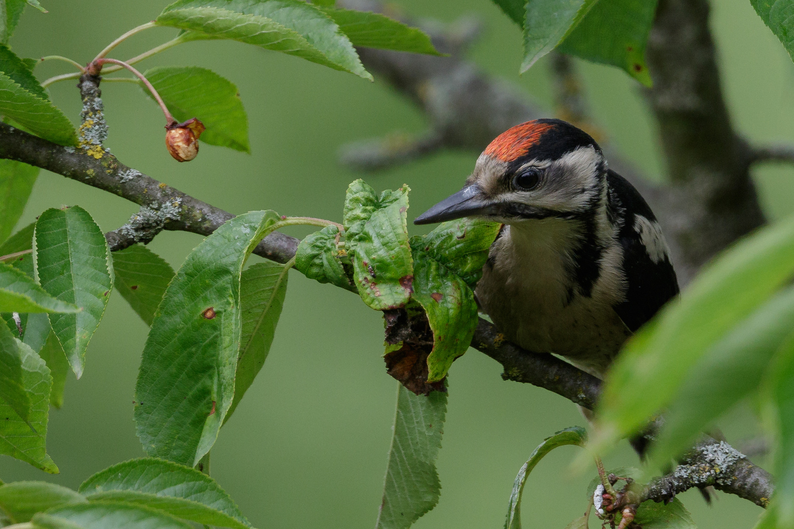 Im Kirschbaum