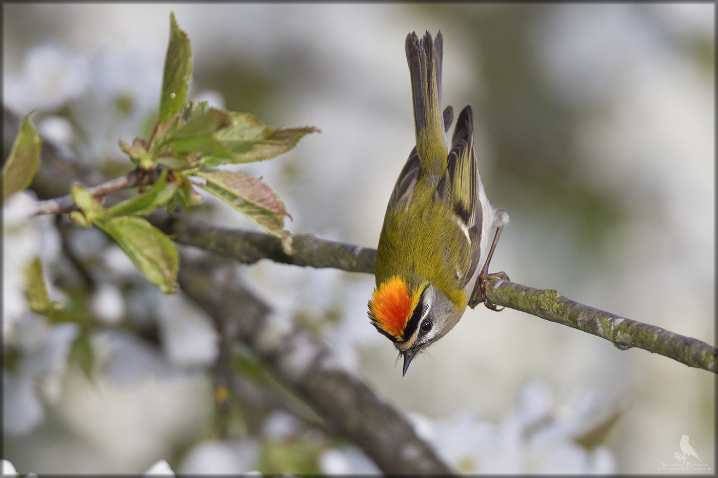 im Kirschbaum