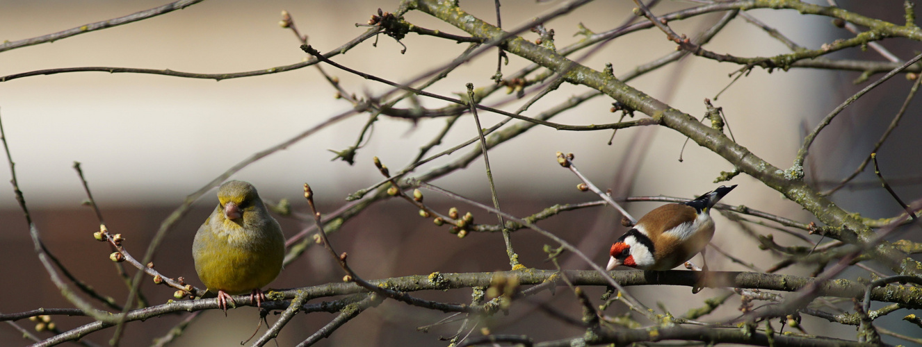 Im Kirschbaum zu Gast