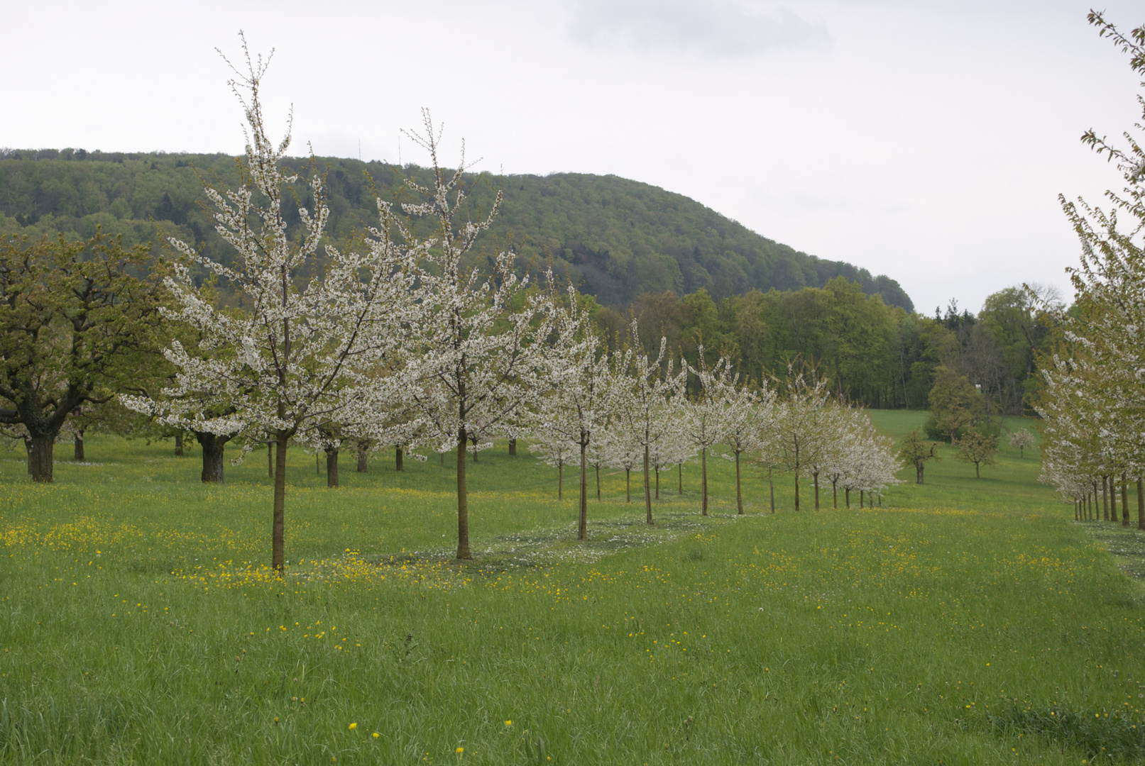 im Kirschblütenland