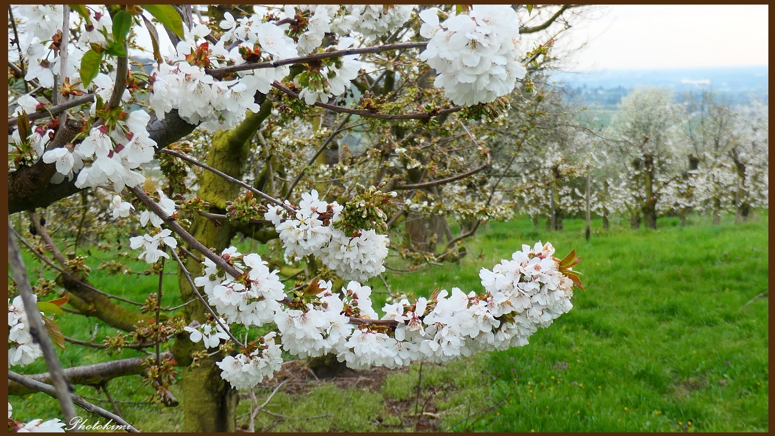 Im Kirschgarten 