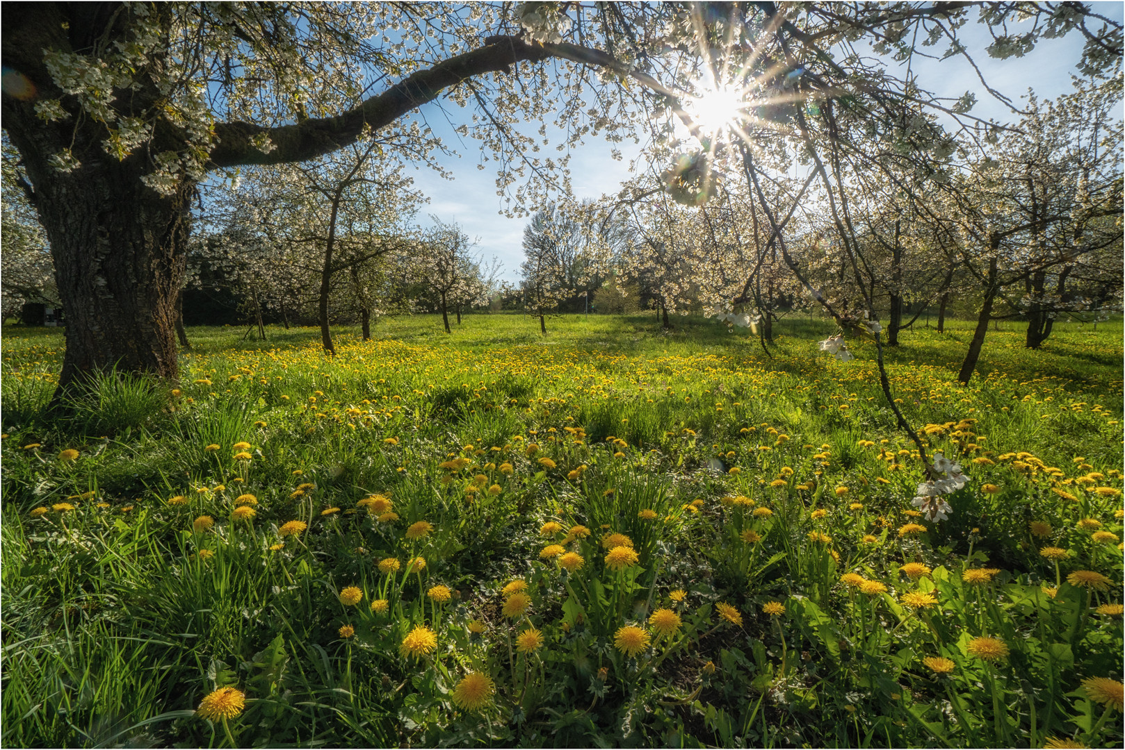 Im Kirschgarten