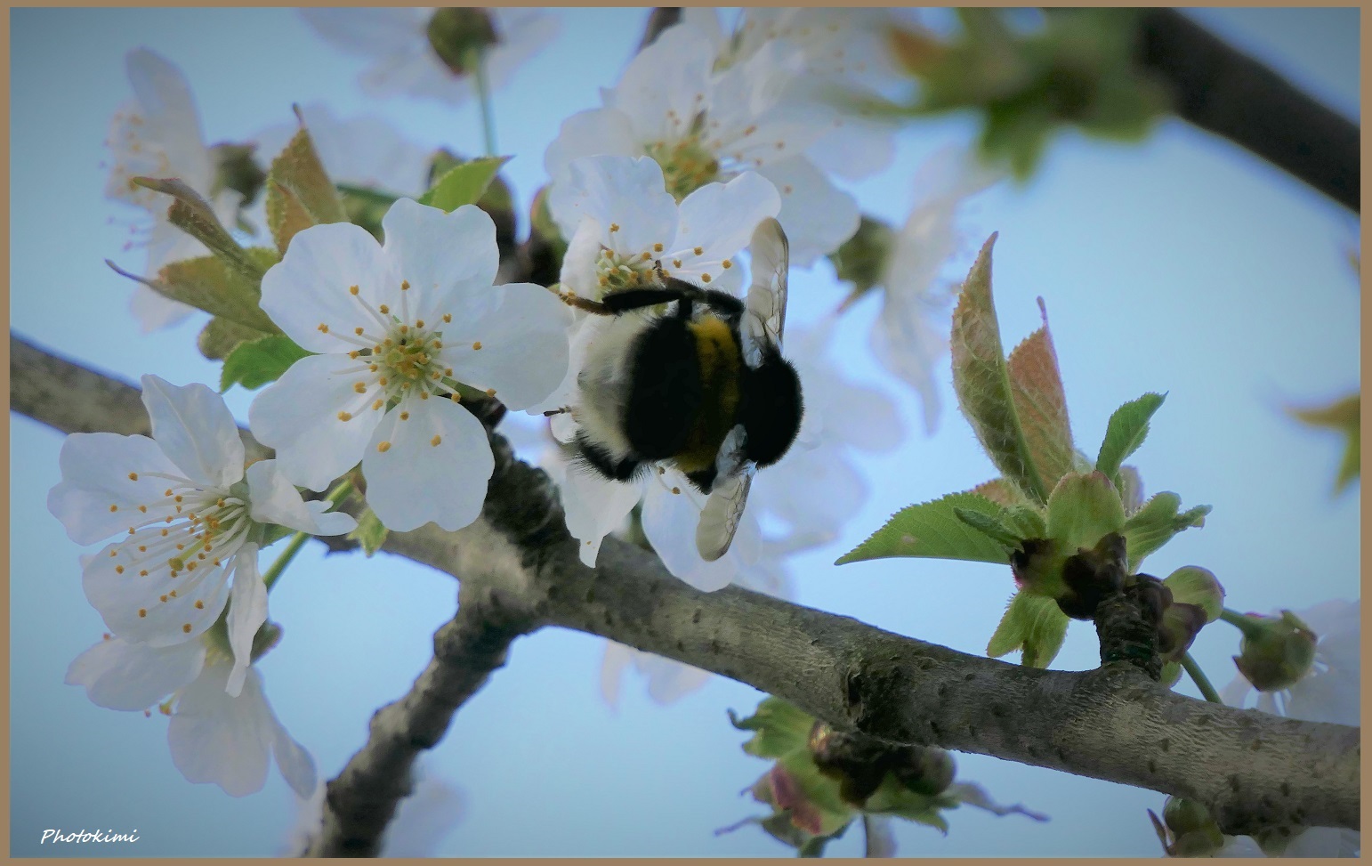 Im Kirschgarten (II)