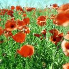 Im Klatschmohn