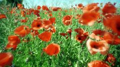 Im Klatschmohn