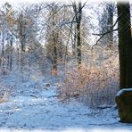 Im Klecker Winterwald