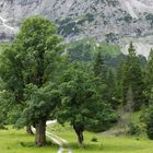 Im kleinen Ahornboden im Karwendel