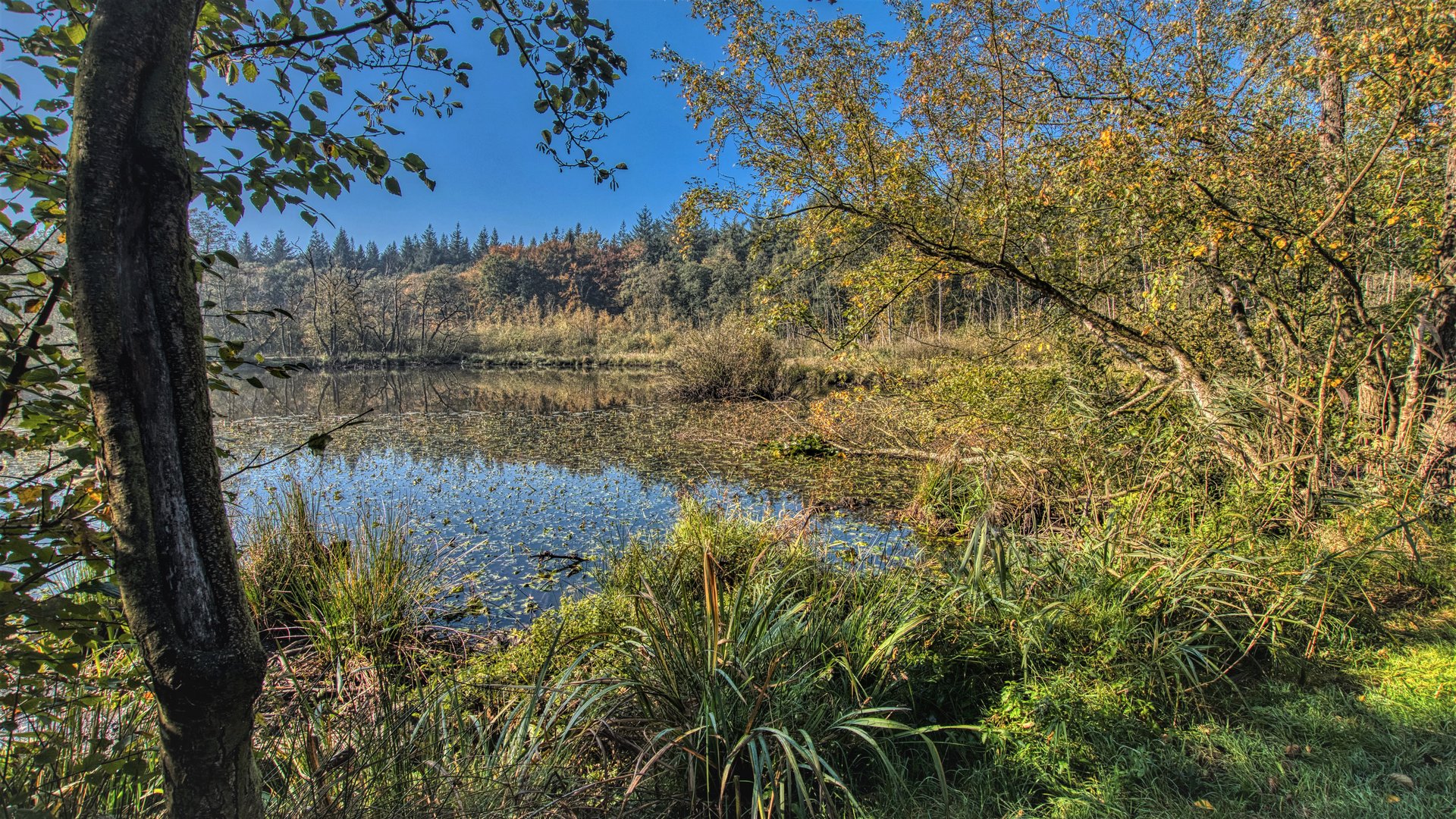 Im Kleinen Moor