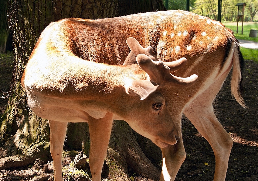 Im kleinen Tierpark von Bad-Köstritz