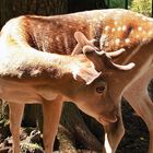 Im kleinen Tierpark von Bad-Köstritz