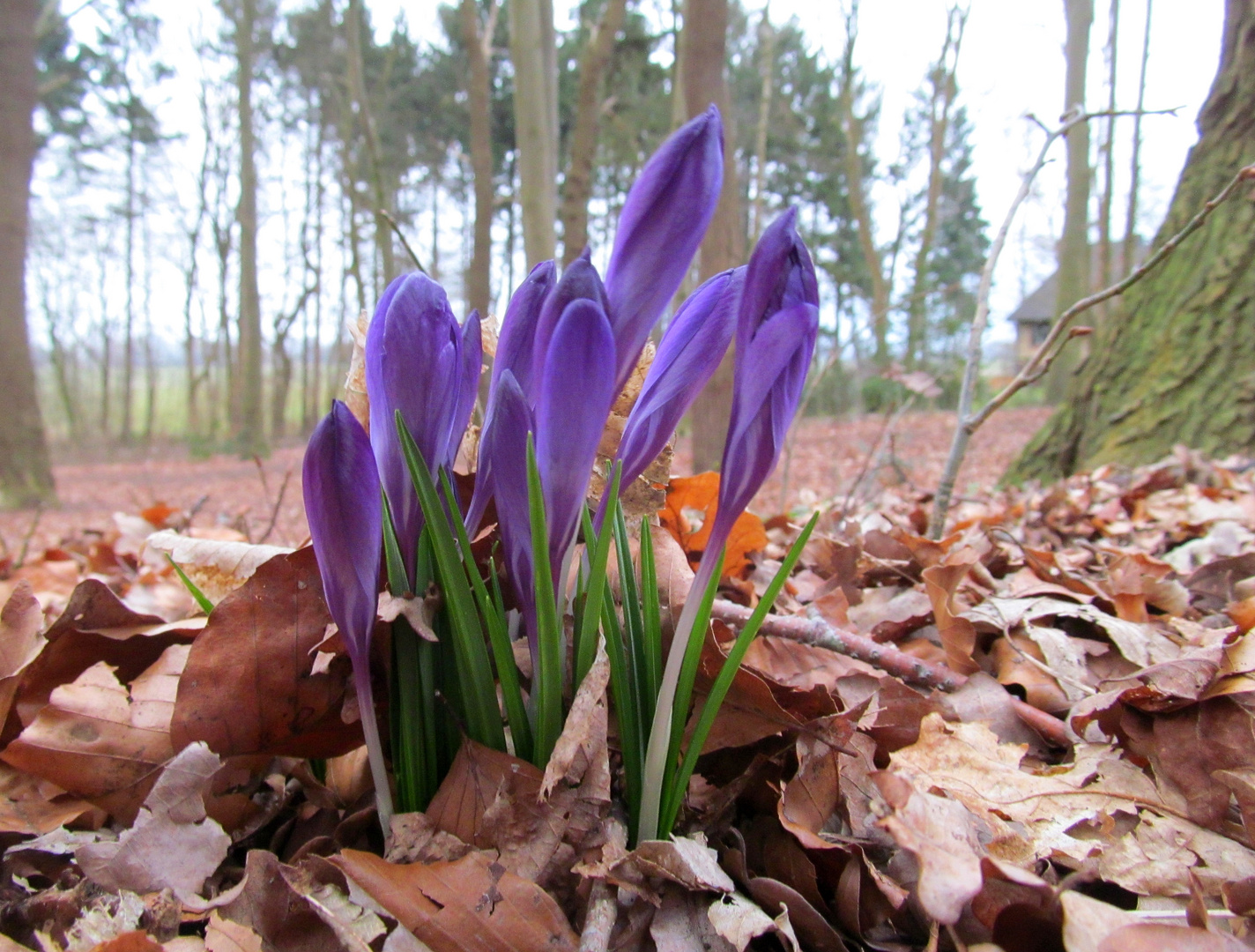 im kleinen Wald ...