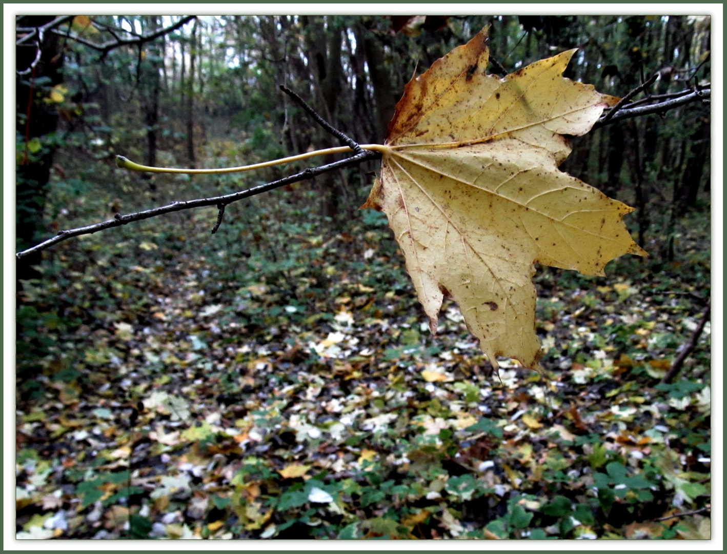 im kleinen Wald ...