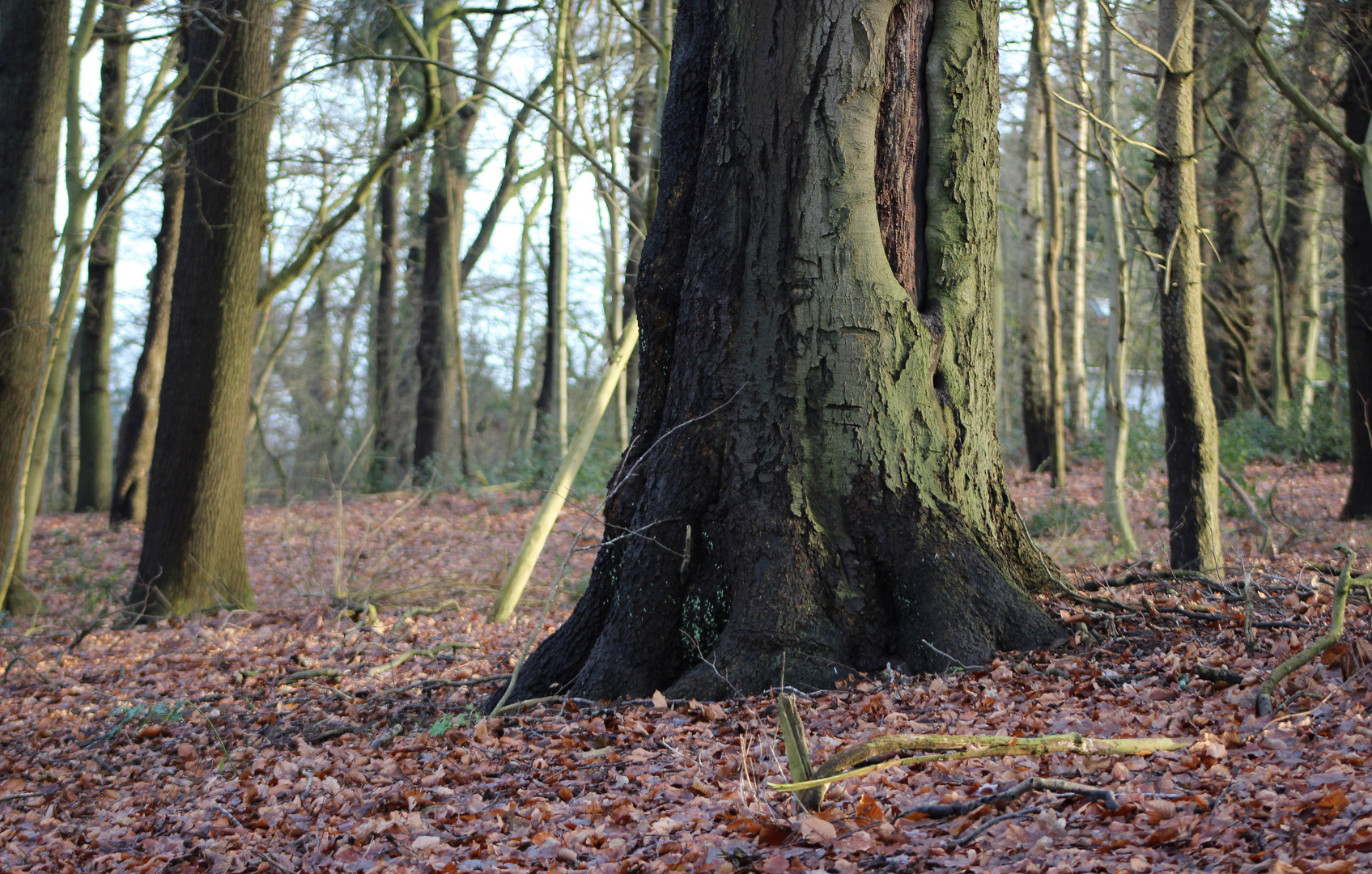 im kleinen Wald ... 