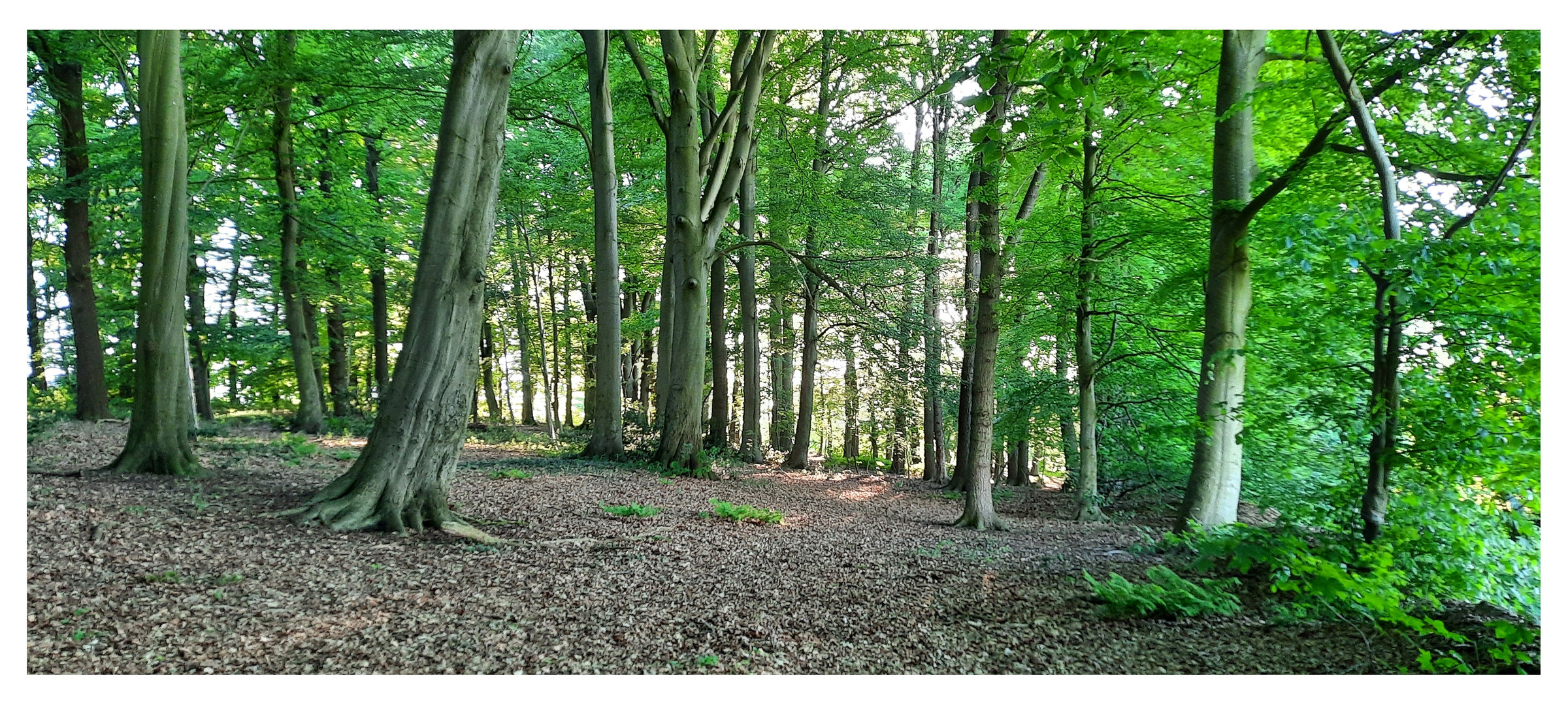 im kleinen Wald unterwegs 