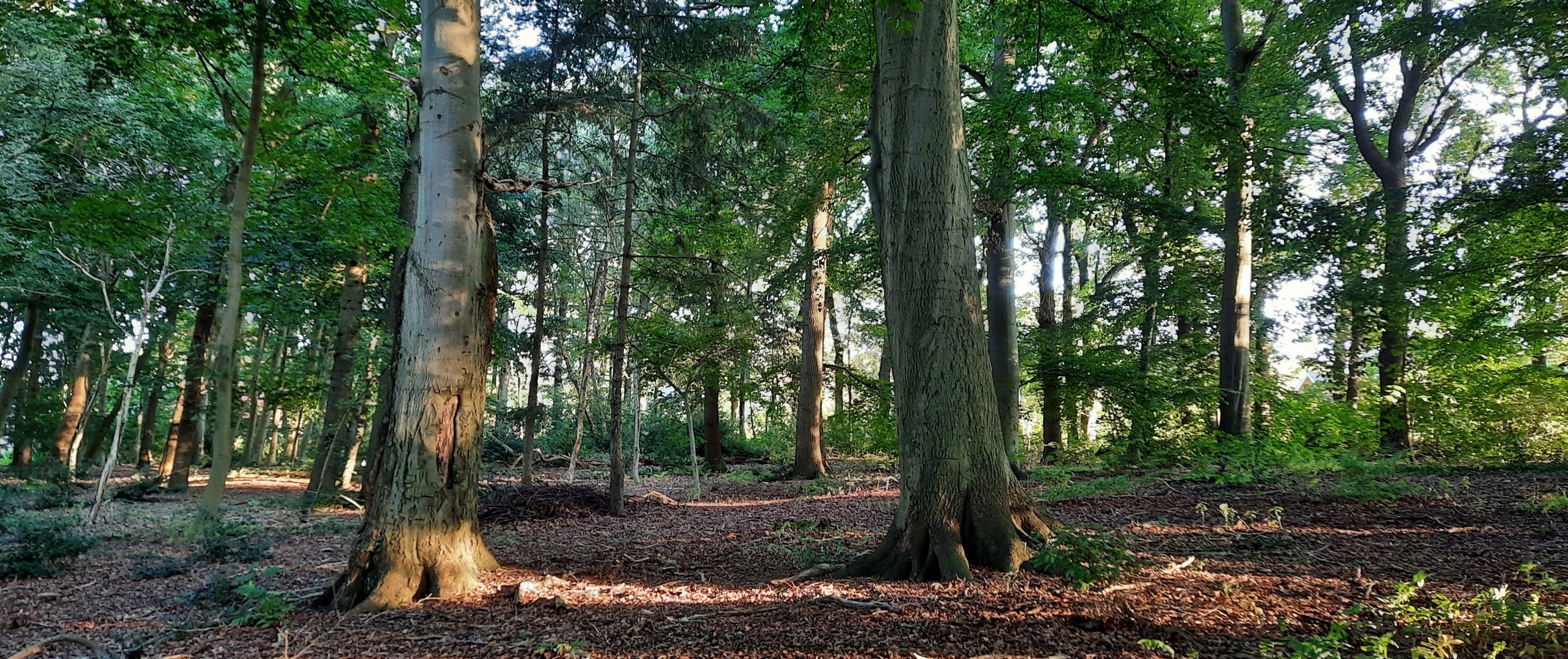  im kleinen Wald unterwegs ...