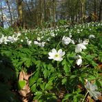 im kleinen Wald unterwegs 