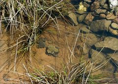 Im kleinen Wassertümpel am Waldesrand...