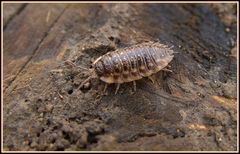 Im kleinsten Lebewesen liegt Schönheit - man muss nur genau hinschauen