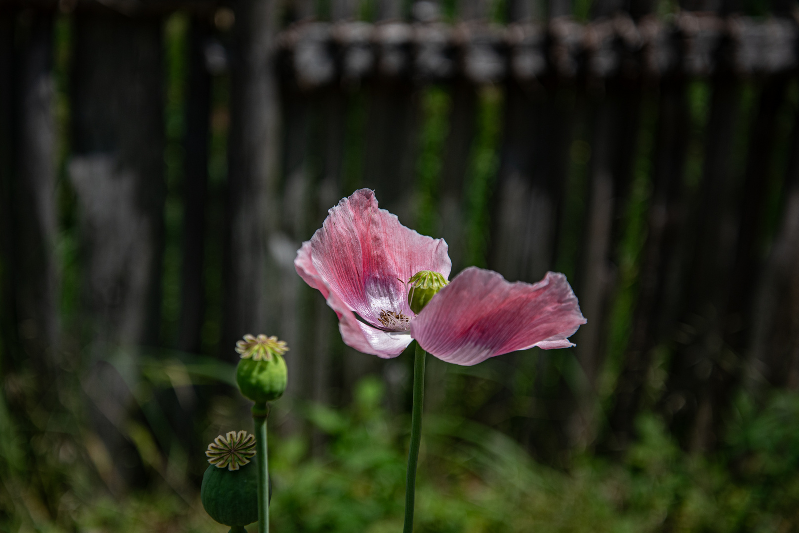 im Klostergarten