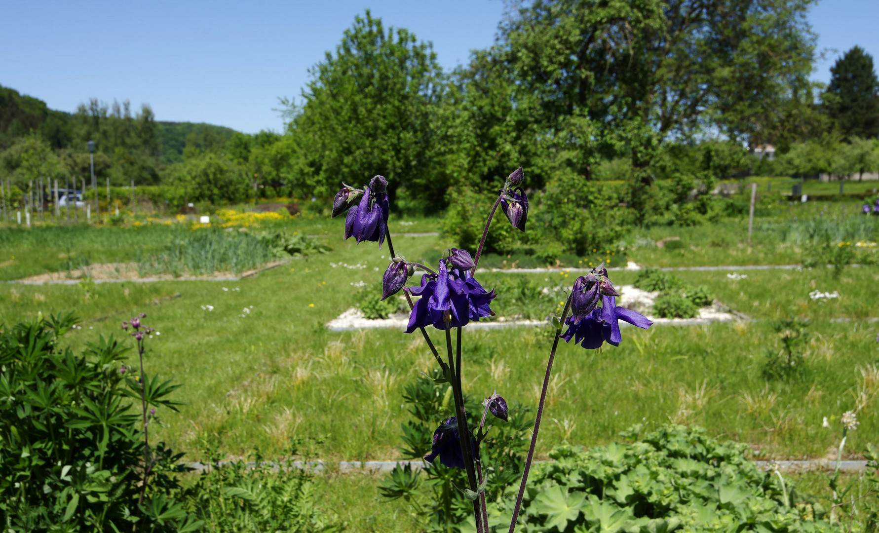 ...im Klostergarten..