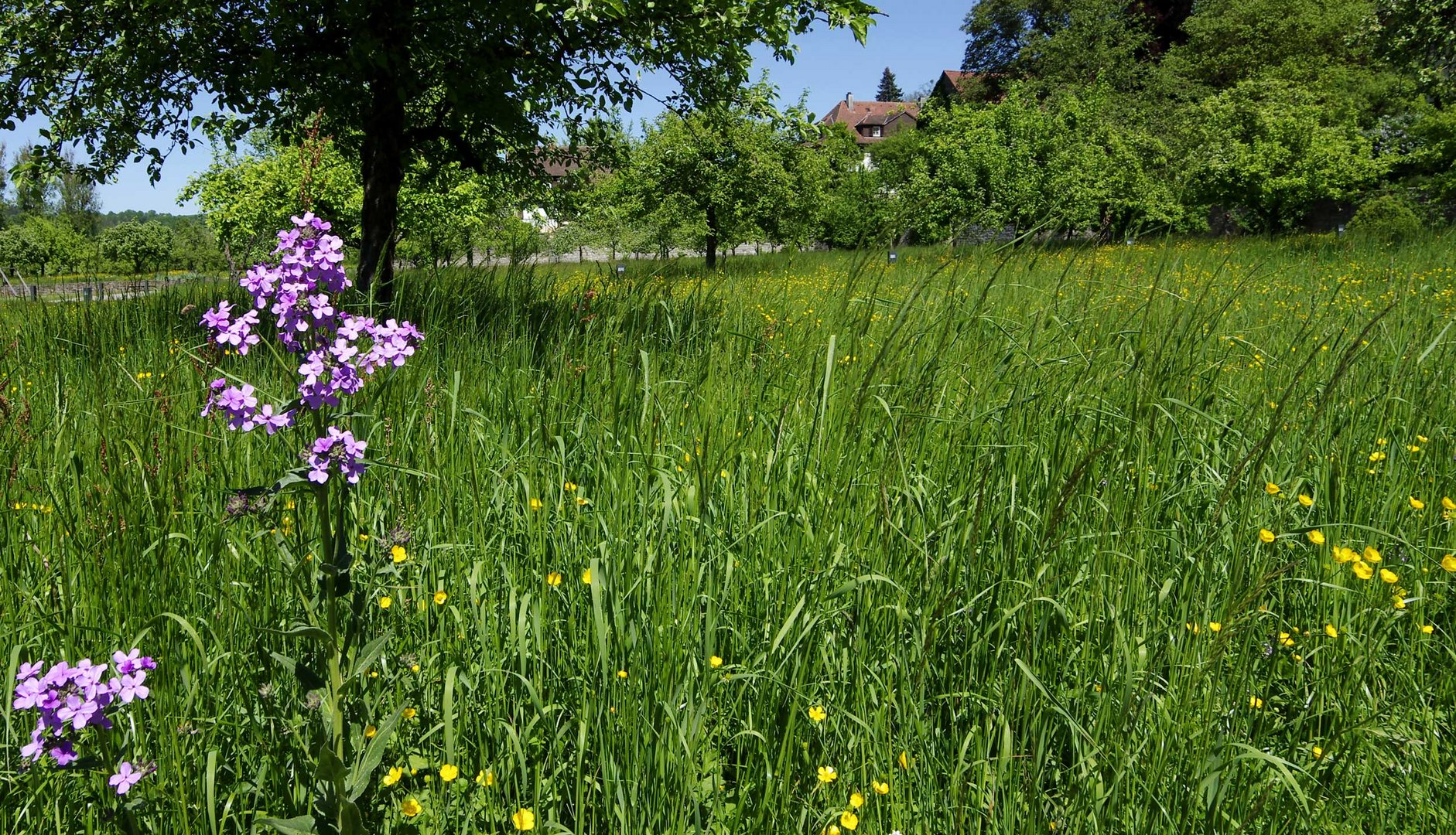 ...im Klostergarten