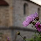 Im Klostergarten