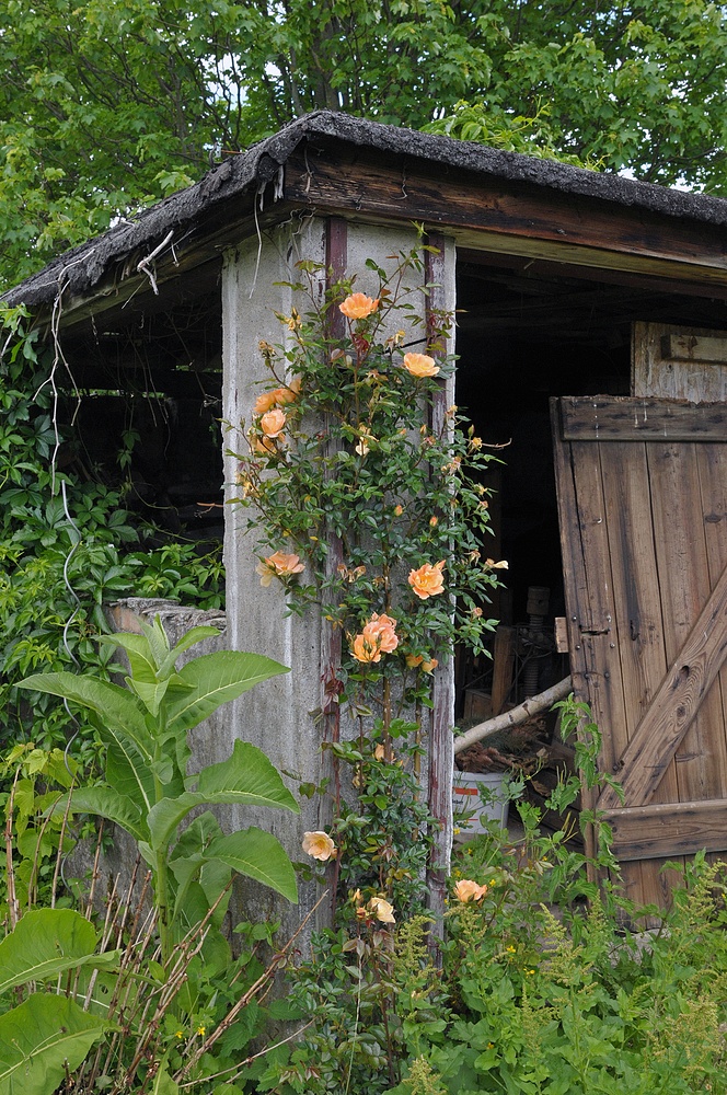 Im Klostergarten von Zella: Gartenhütte mit Rosen