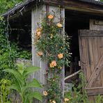 Im Klostergarten von Zella: Gartenhütte mit Rosen