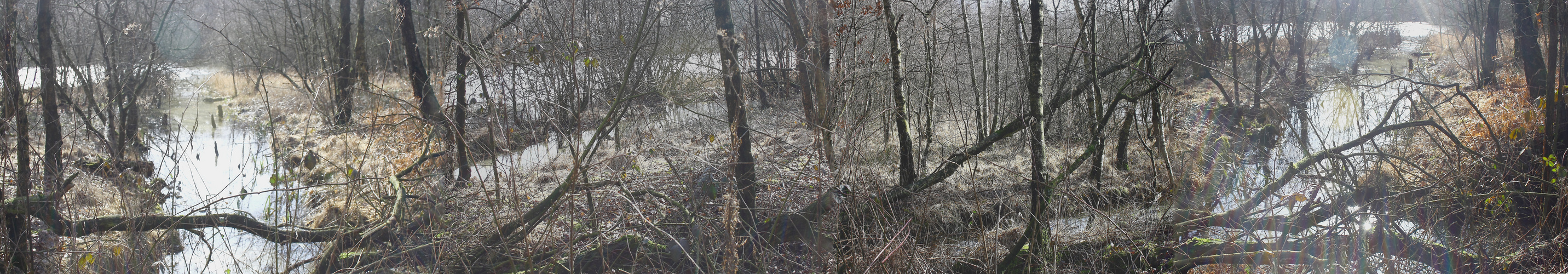 Im Köllnischen Wald in Bottrrop (Gegenlichtaufnahme)