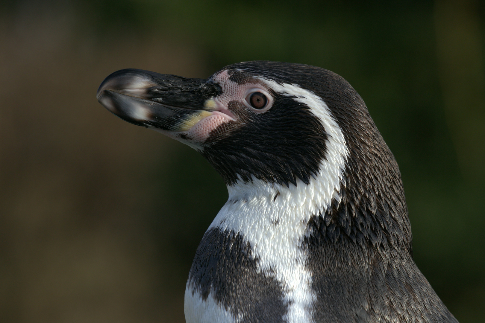 Im Kölner Zoo 3