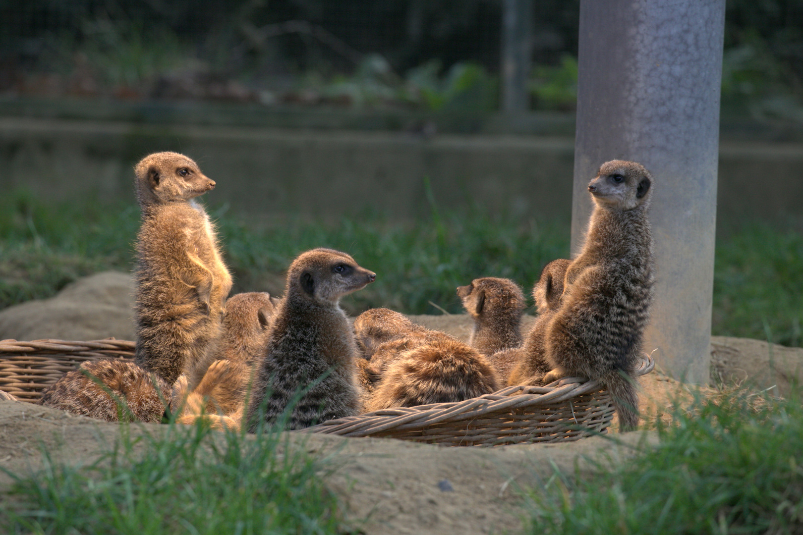 Im Kölner Zoo 4