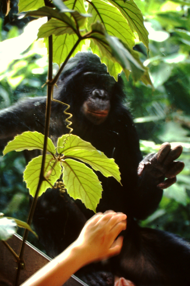 Im Kölner Zoo 4