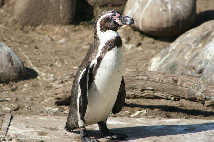 im Kölner Zoo